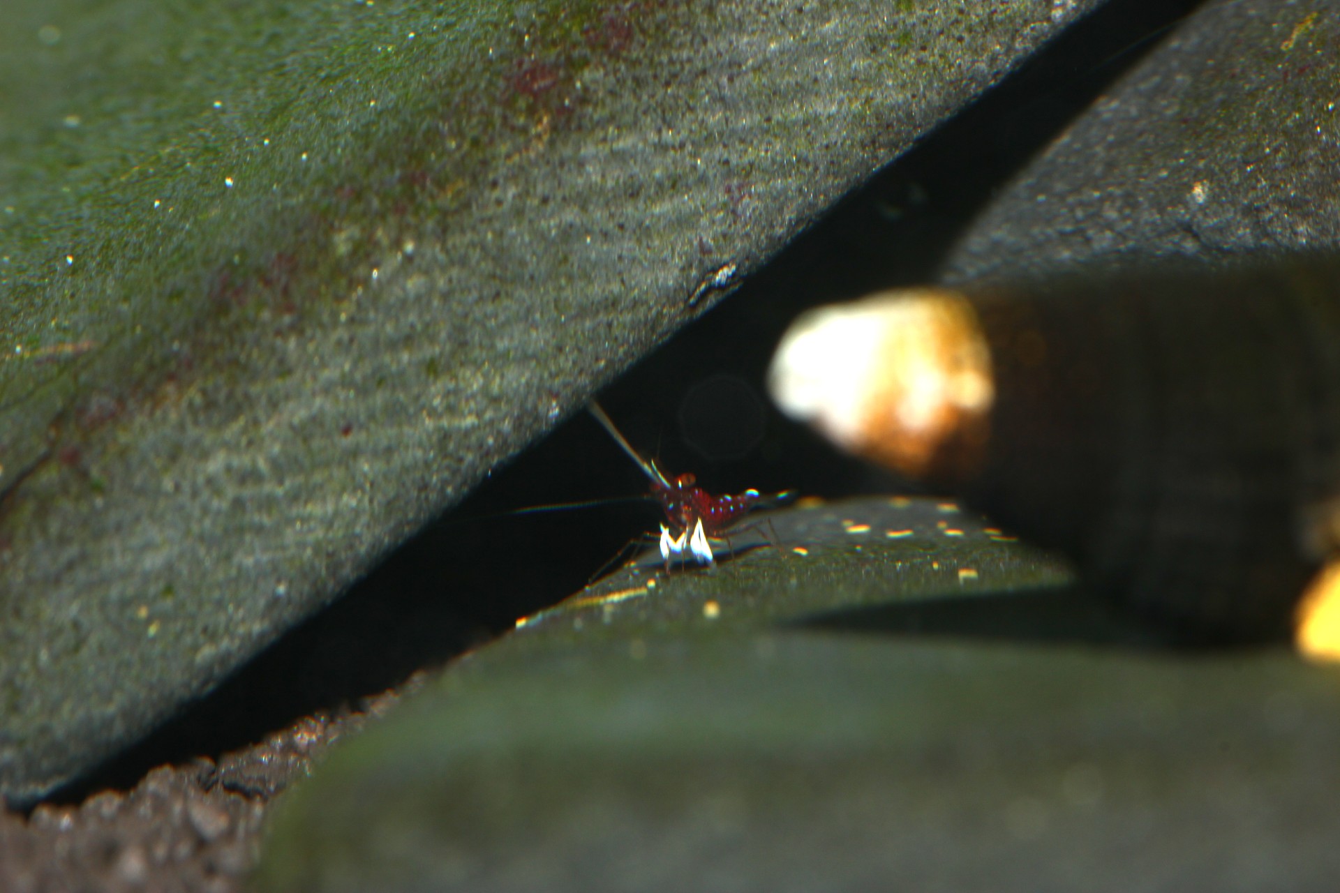 caridina dennerli / Kardinalsgarnelen