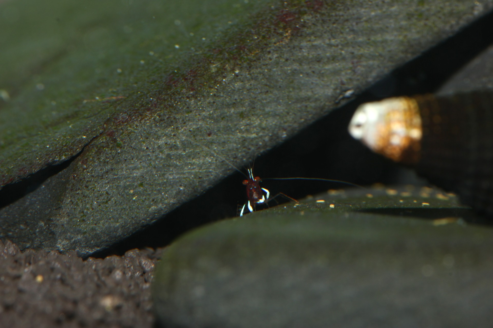 caridina dennerli / Kardinalsgarnelen