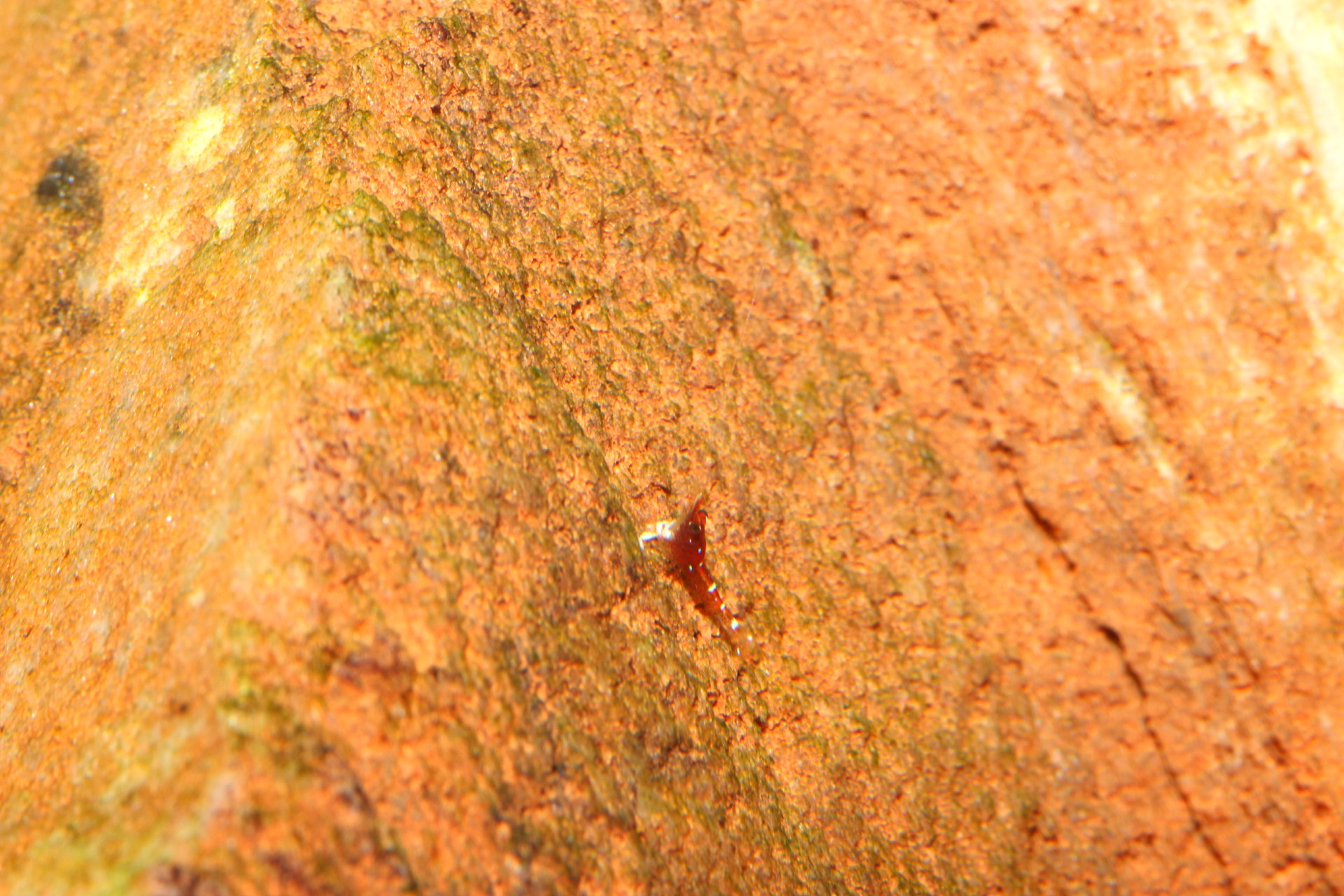 caridina dennerli / Kardinalsgarnelen