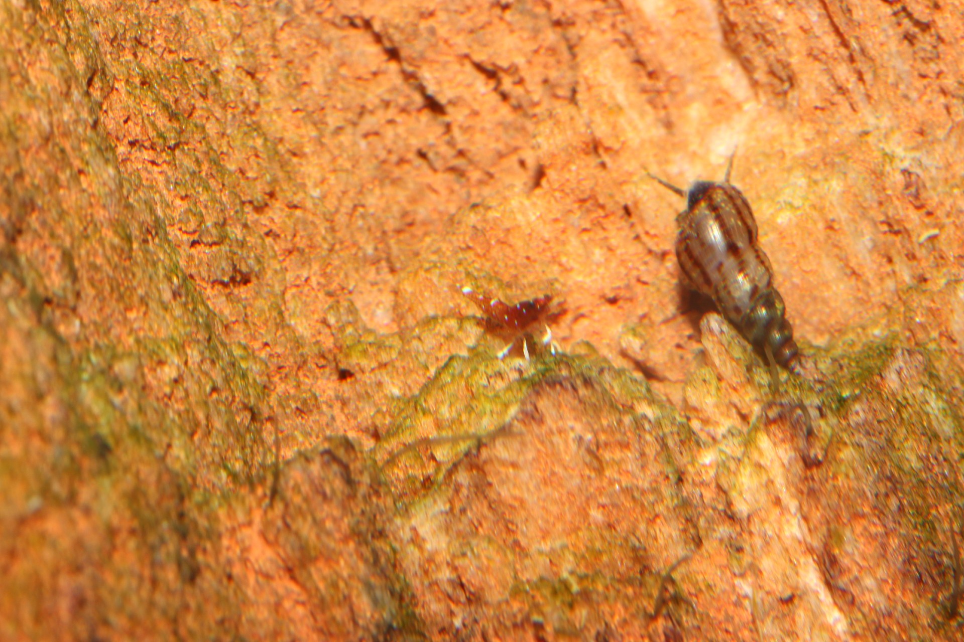 caridina dennerli / Kardinalsgarnelen