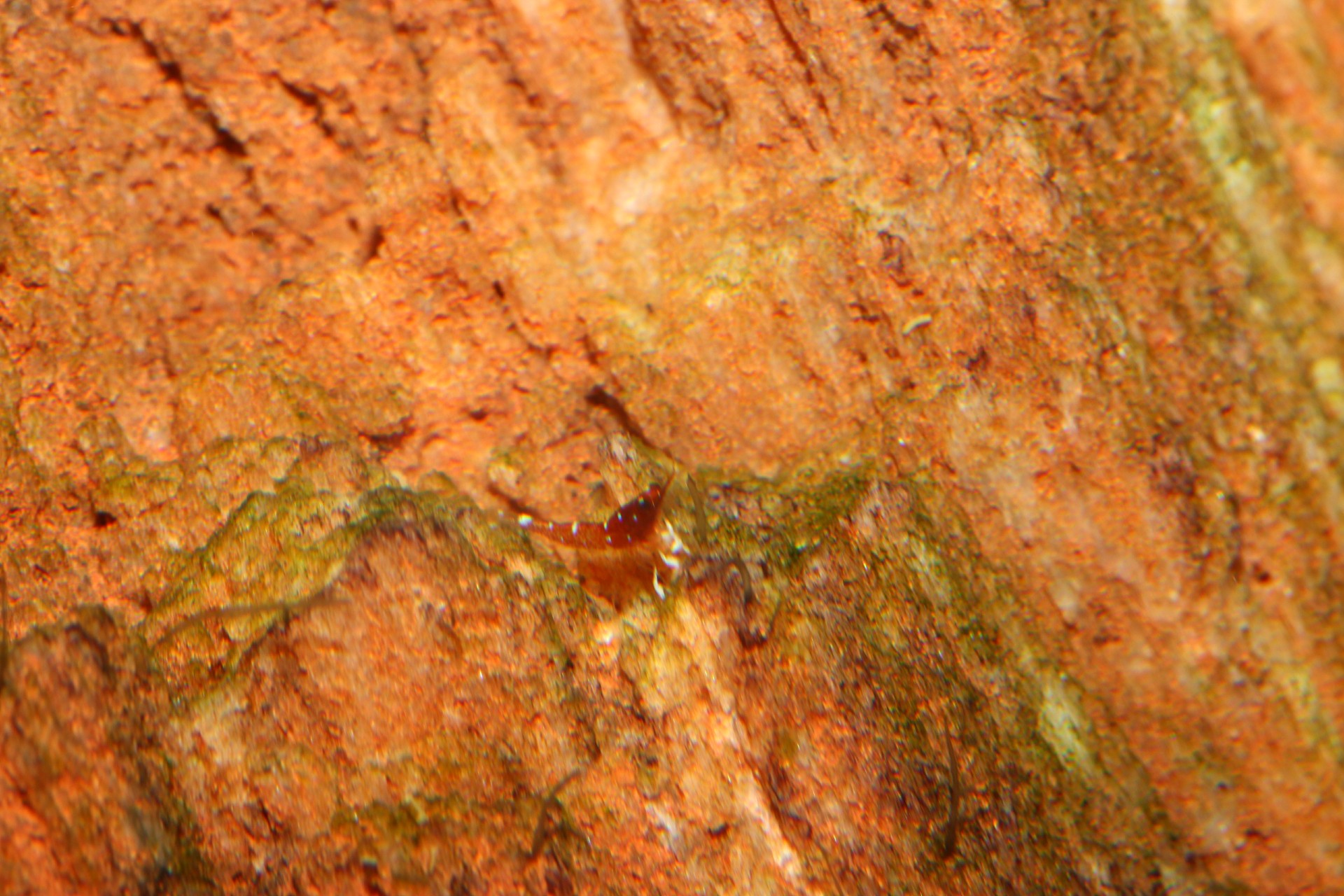 caridina dennerli / Kardinalsgarnelen