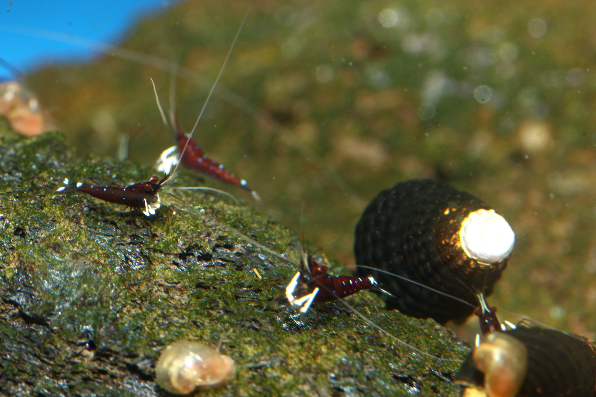 caridina dennerli / Kardinalsgarnelen