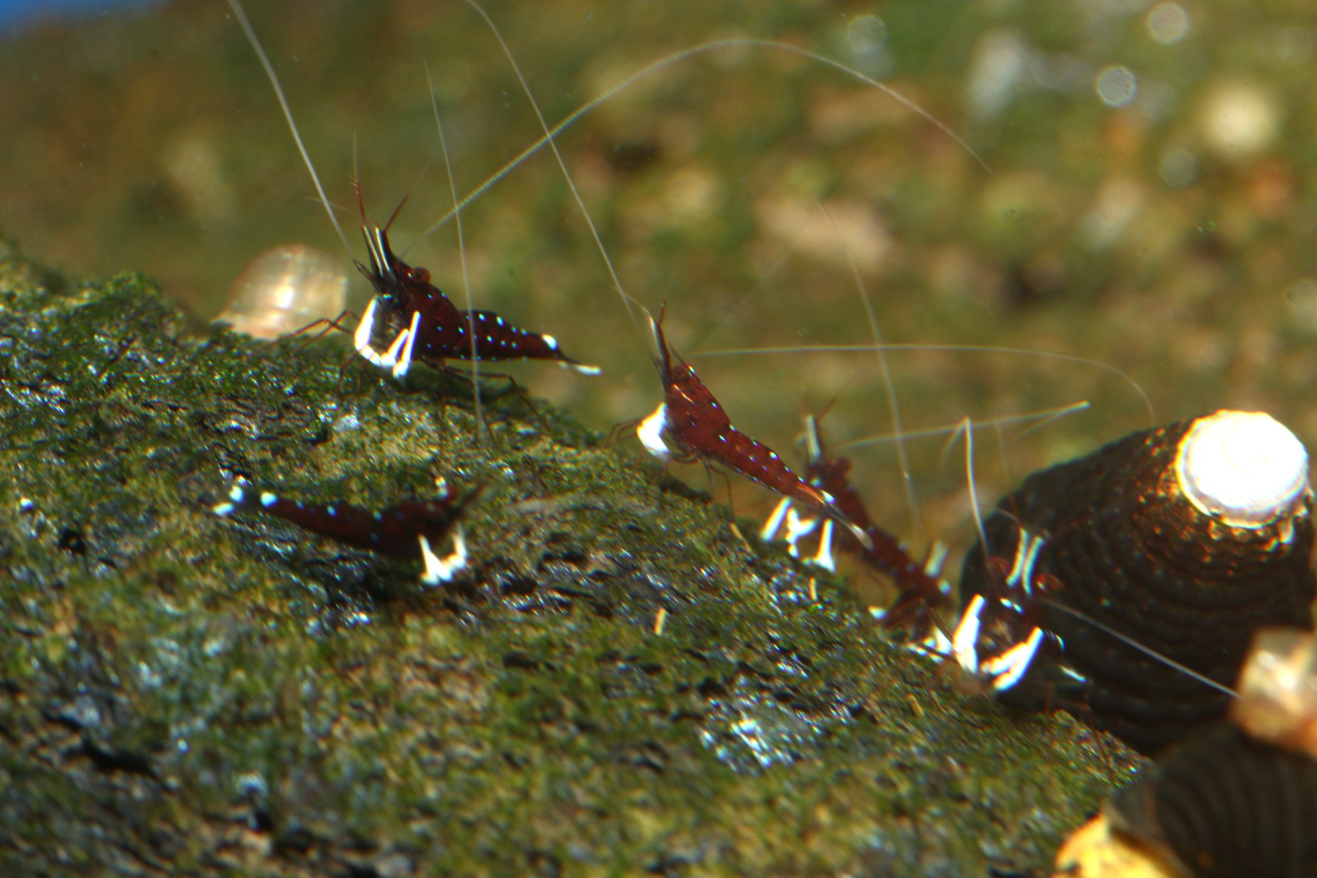 caridina dennerli / Kardinalsgarnelen