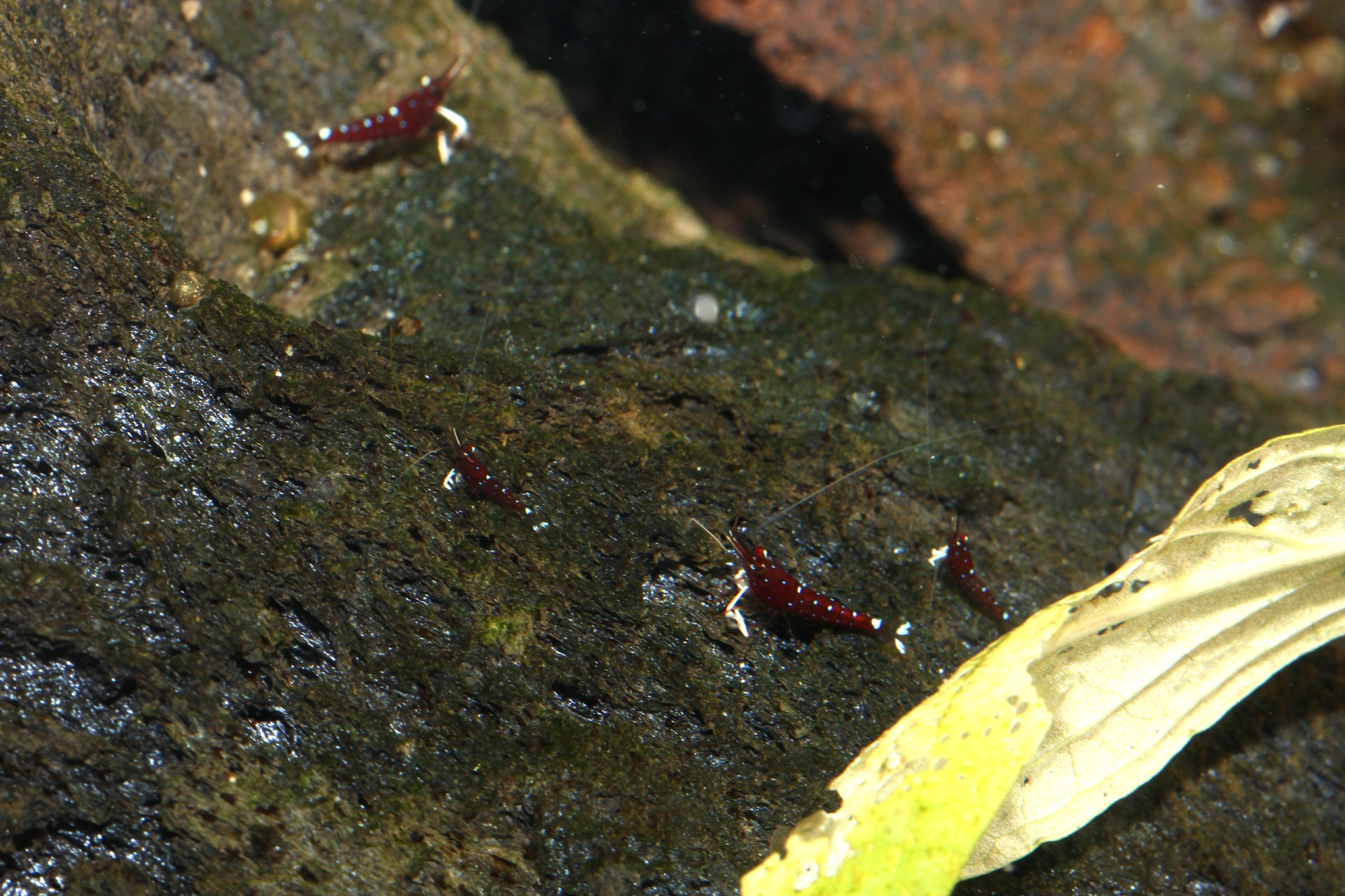 caridina dennerli / Kardinalsgarnelen