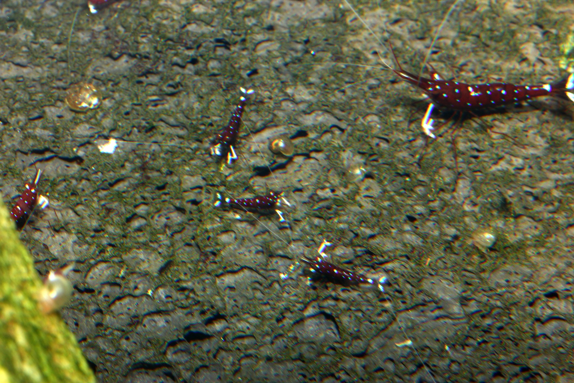 caridina dennerli / Kardinalsgarnelen