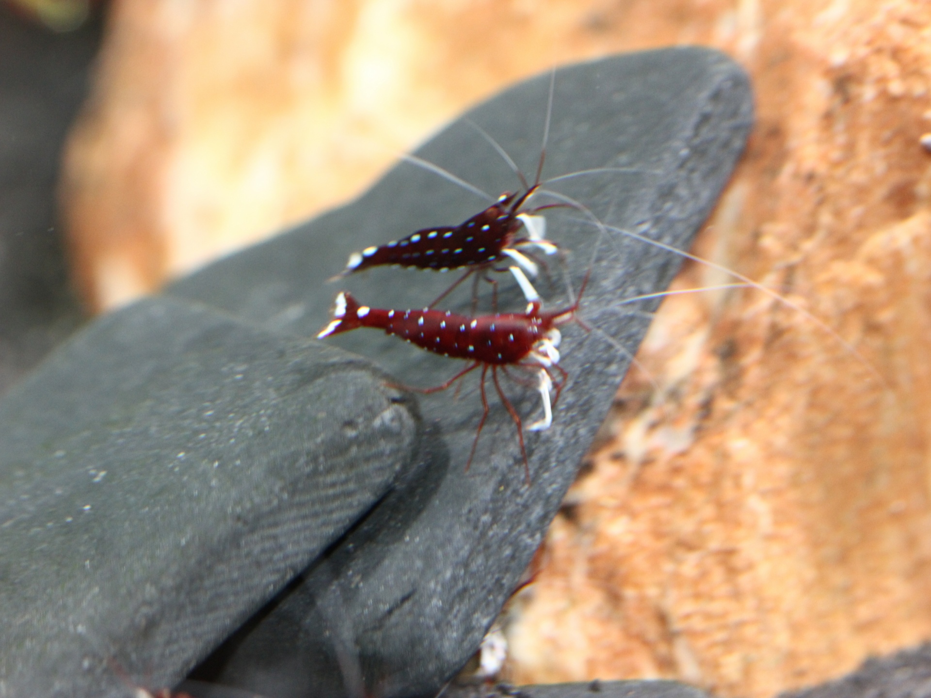 caridina dennerli / Kardinalsgarnelen