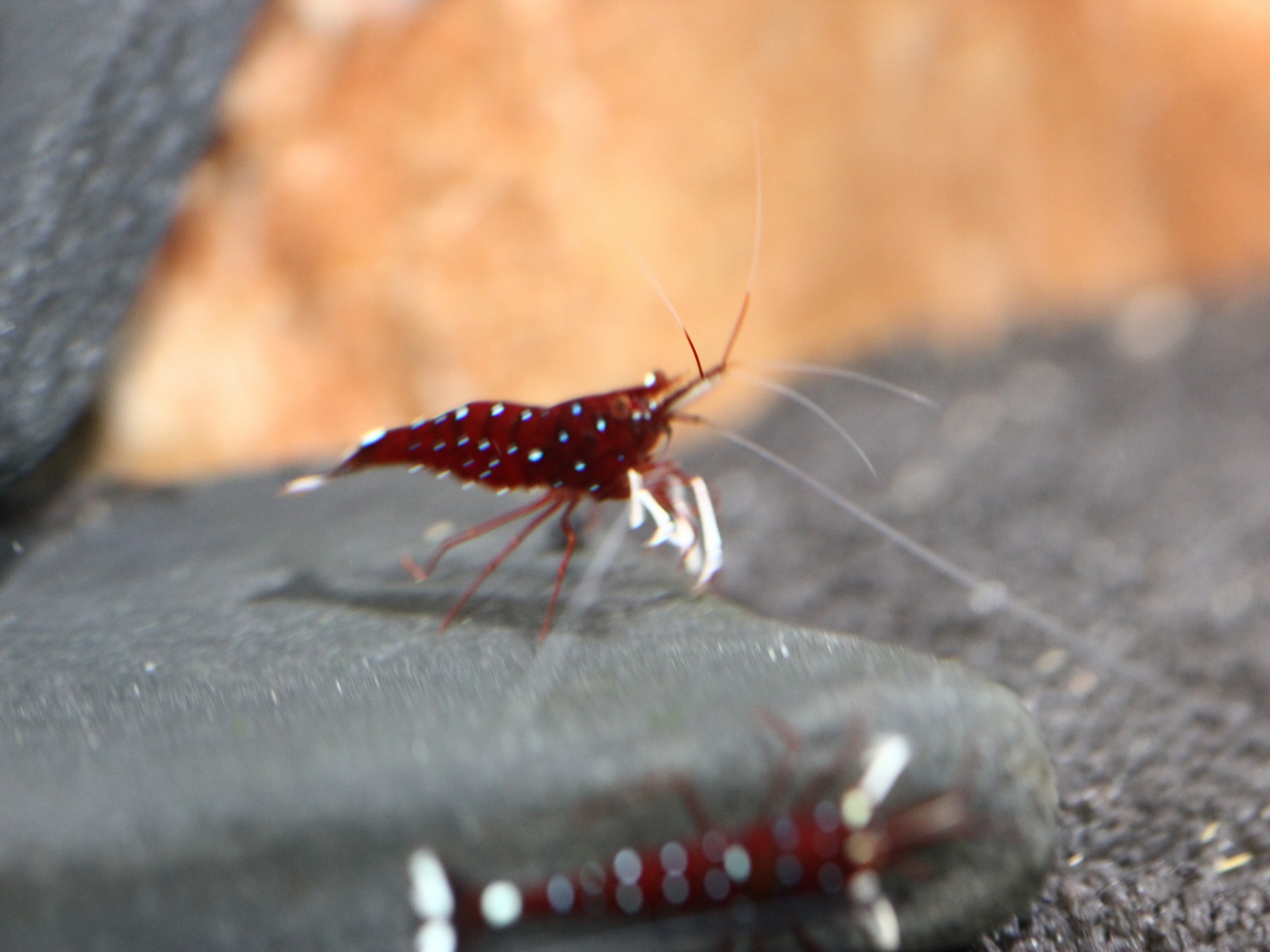 caridina dennerli / Kardinalsgarnelen