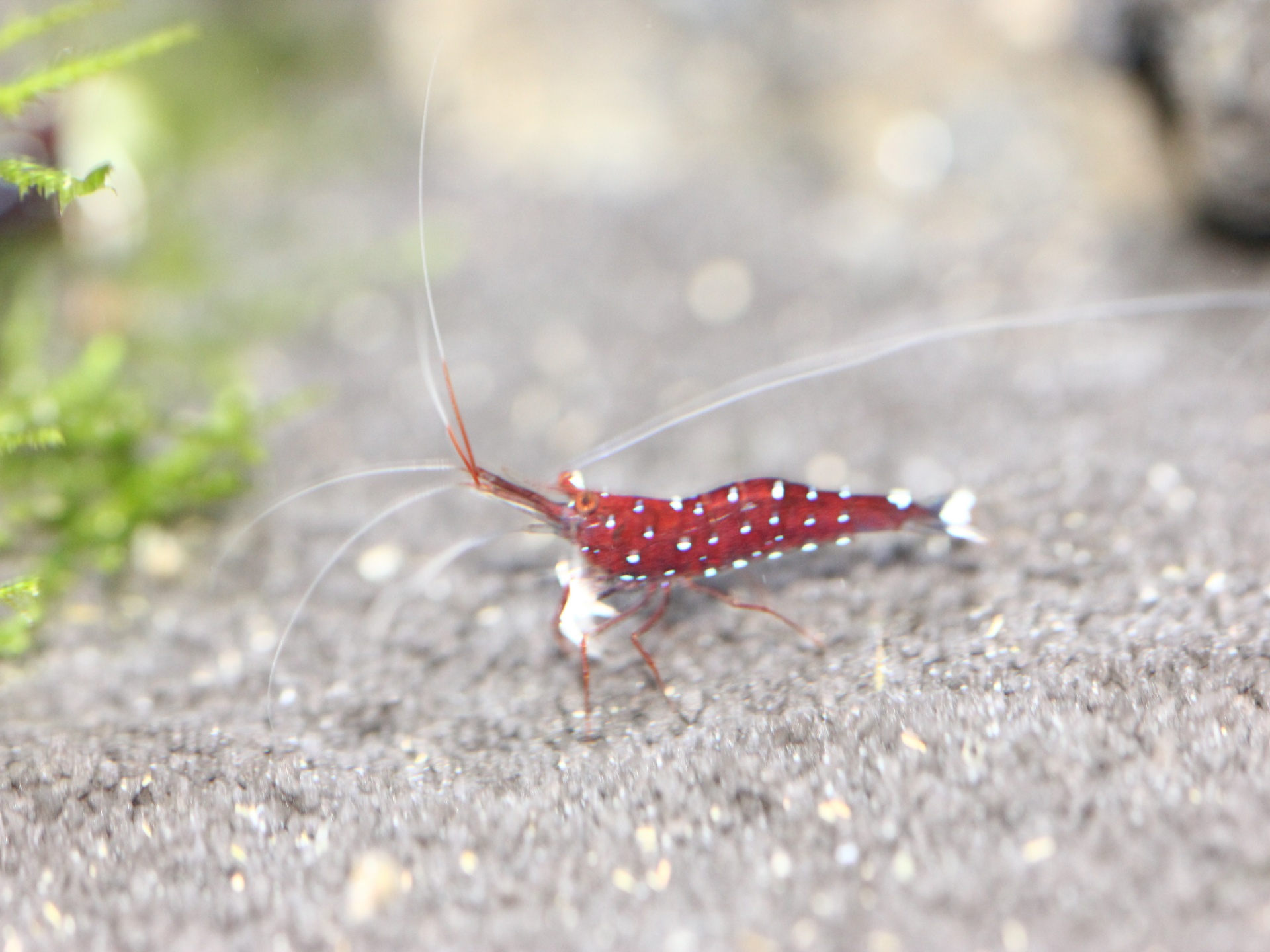 caridina dennerli / Kardinalsgarnelen