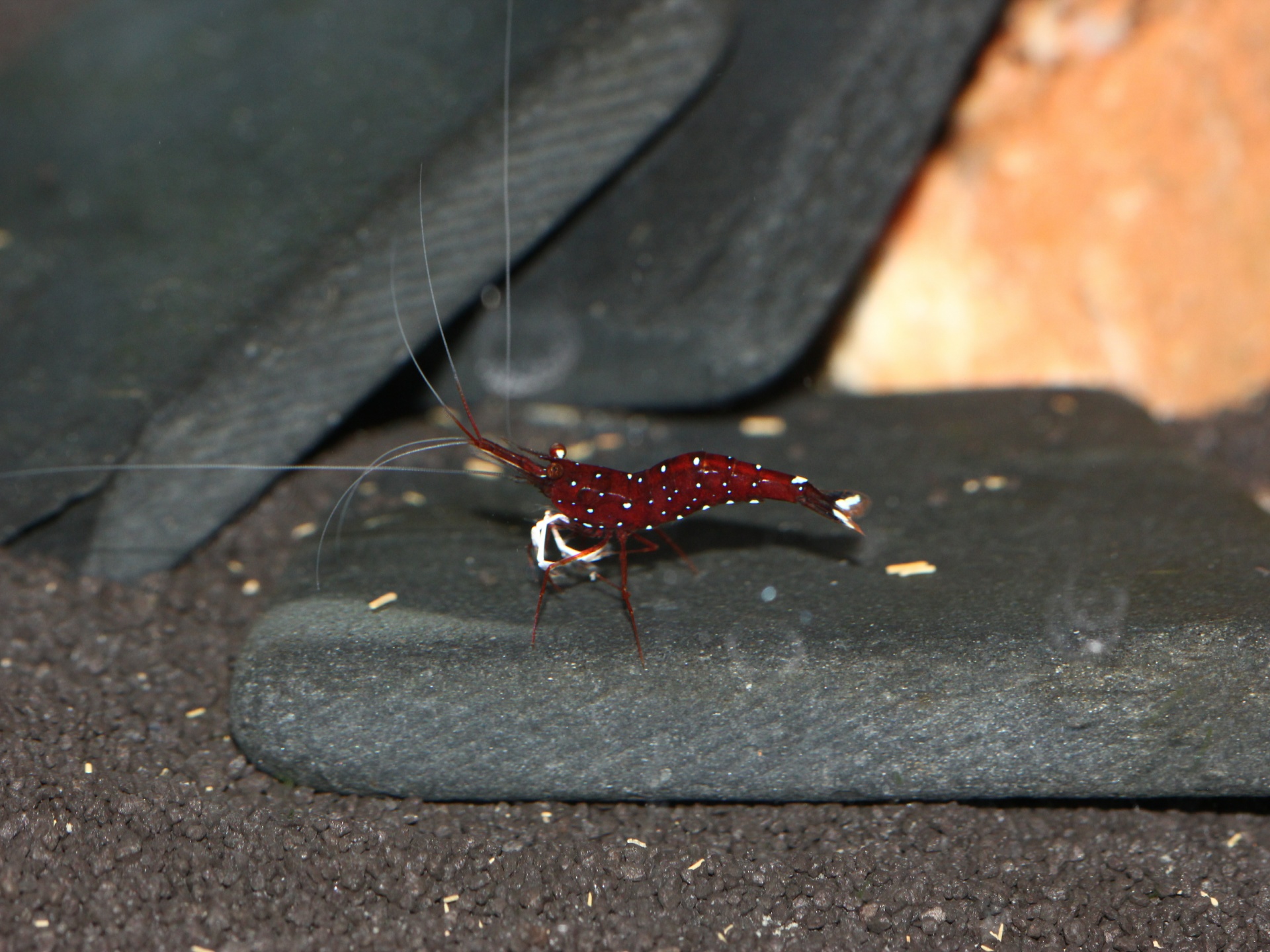 caridina dennerli / Kardinalsgarnelen