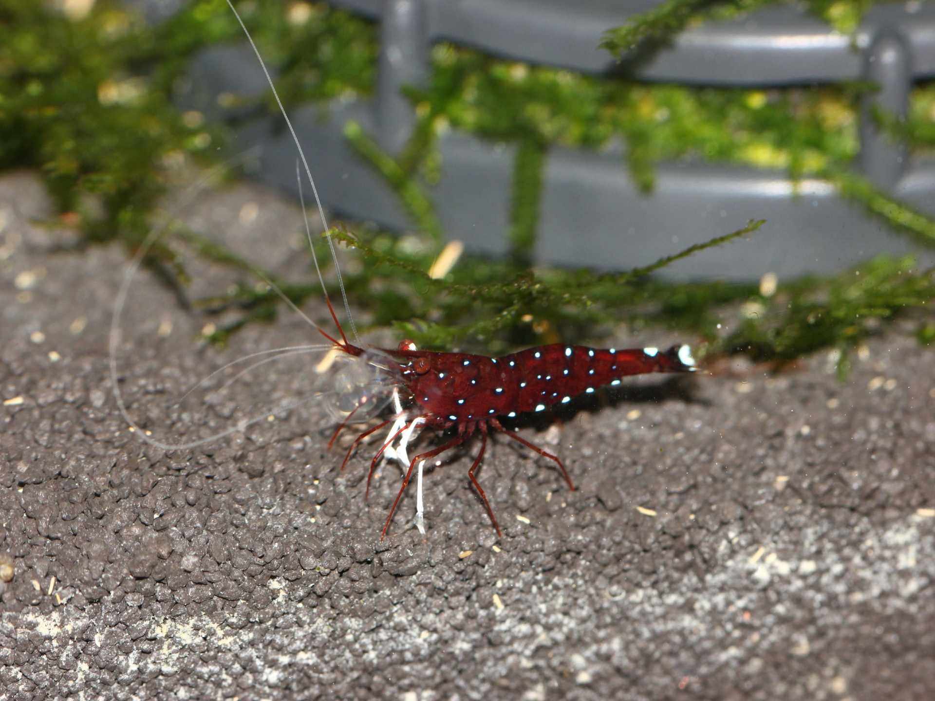 caridina dennerli / Kardinalsgarnelen