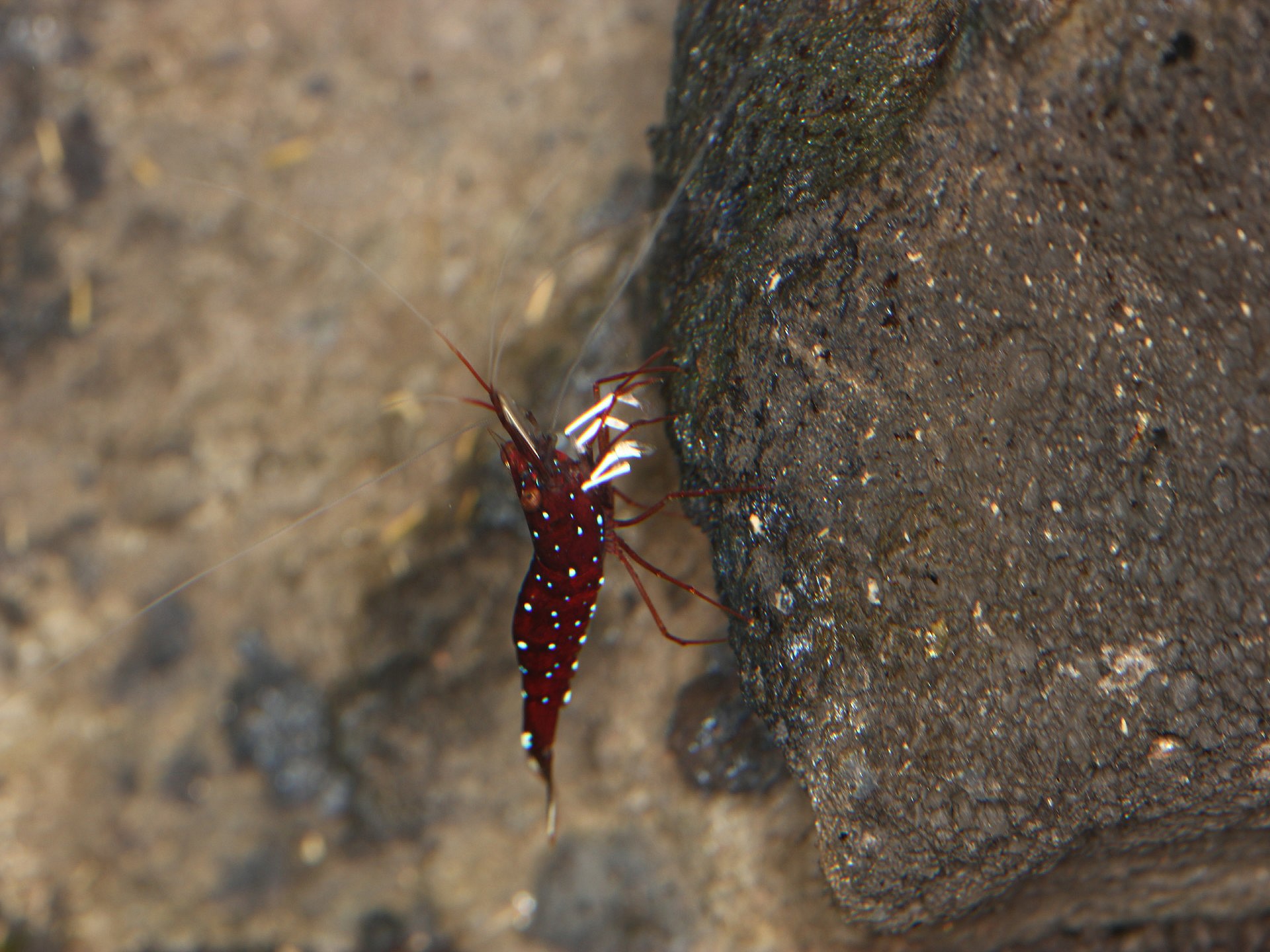 caridina dennerli / Kardinalsgarnelen