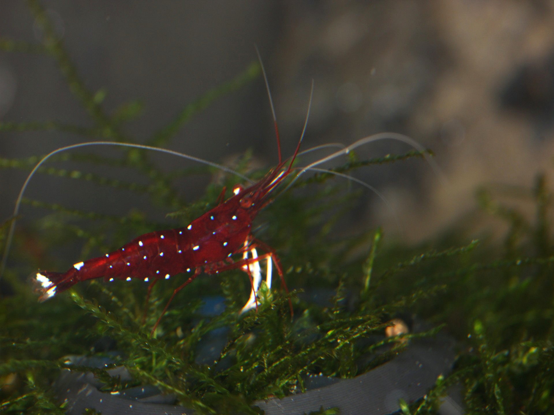 caridina dennerli / Kardinalsgarnelen