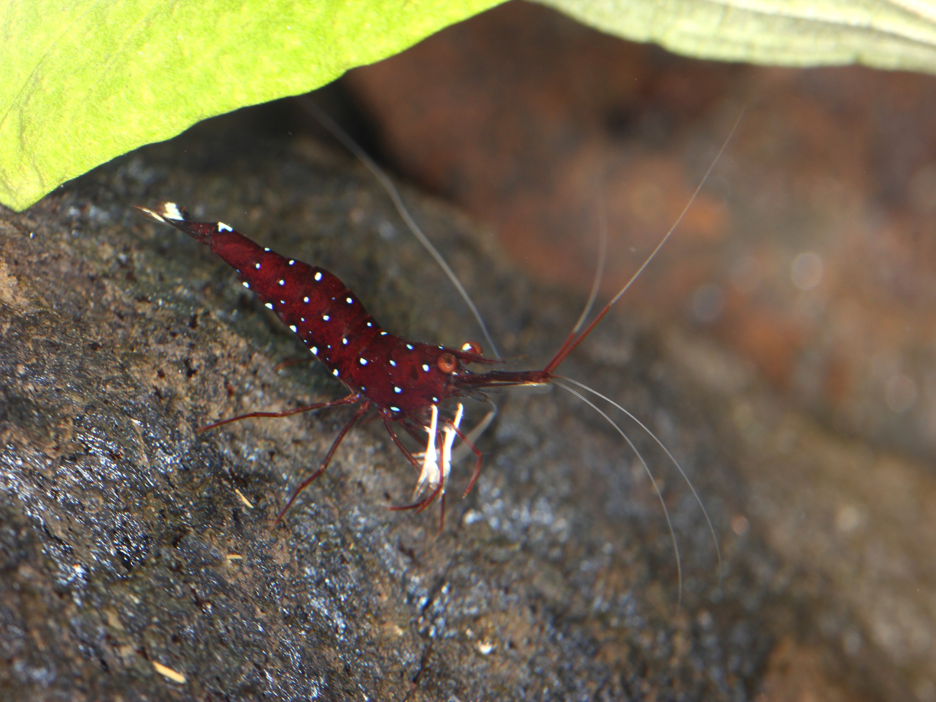 caridina dennerli / Kardinalsgarnelen