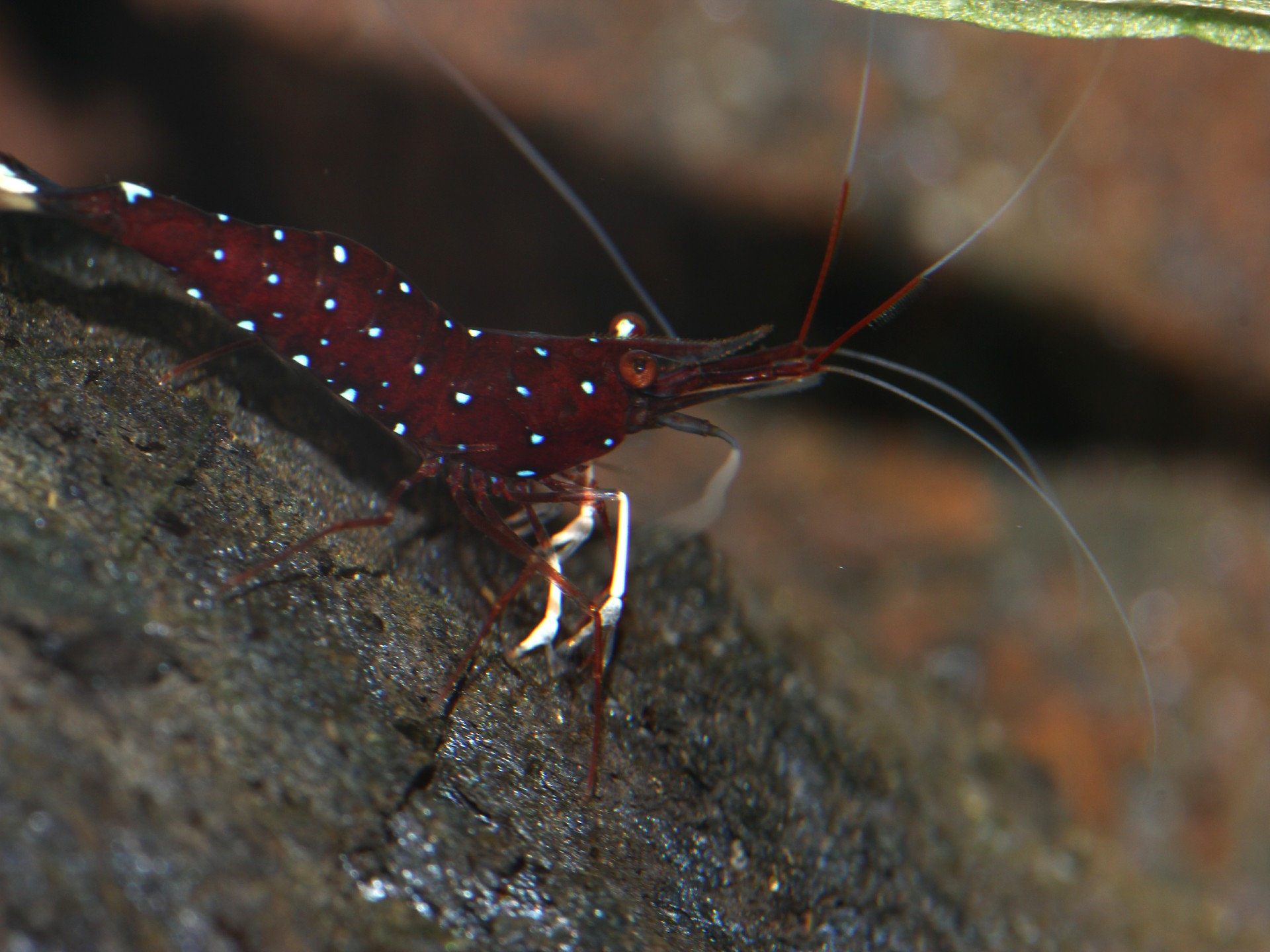 caridina dennerli / Kardinalsgarnelen