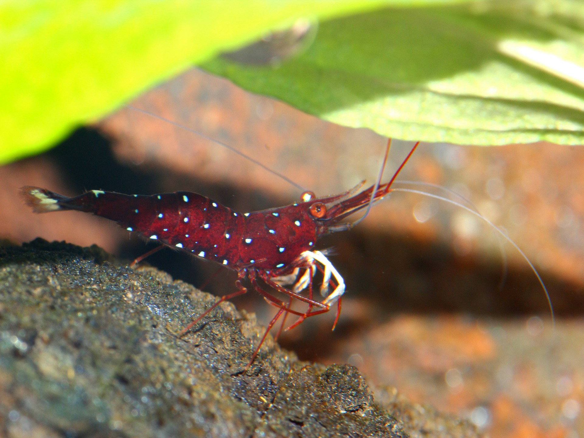 caridina dennerli / Kardinalsgarnelen