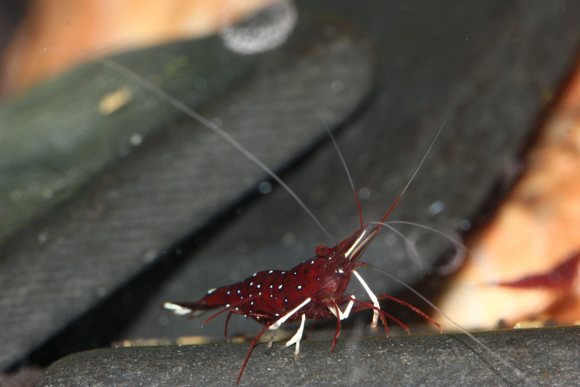 caridina dennerli / Kardinalsgarnelen