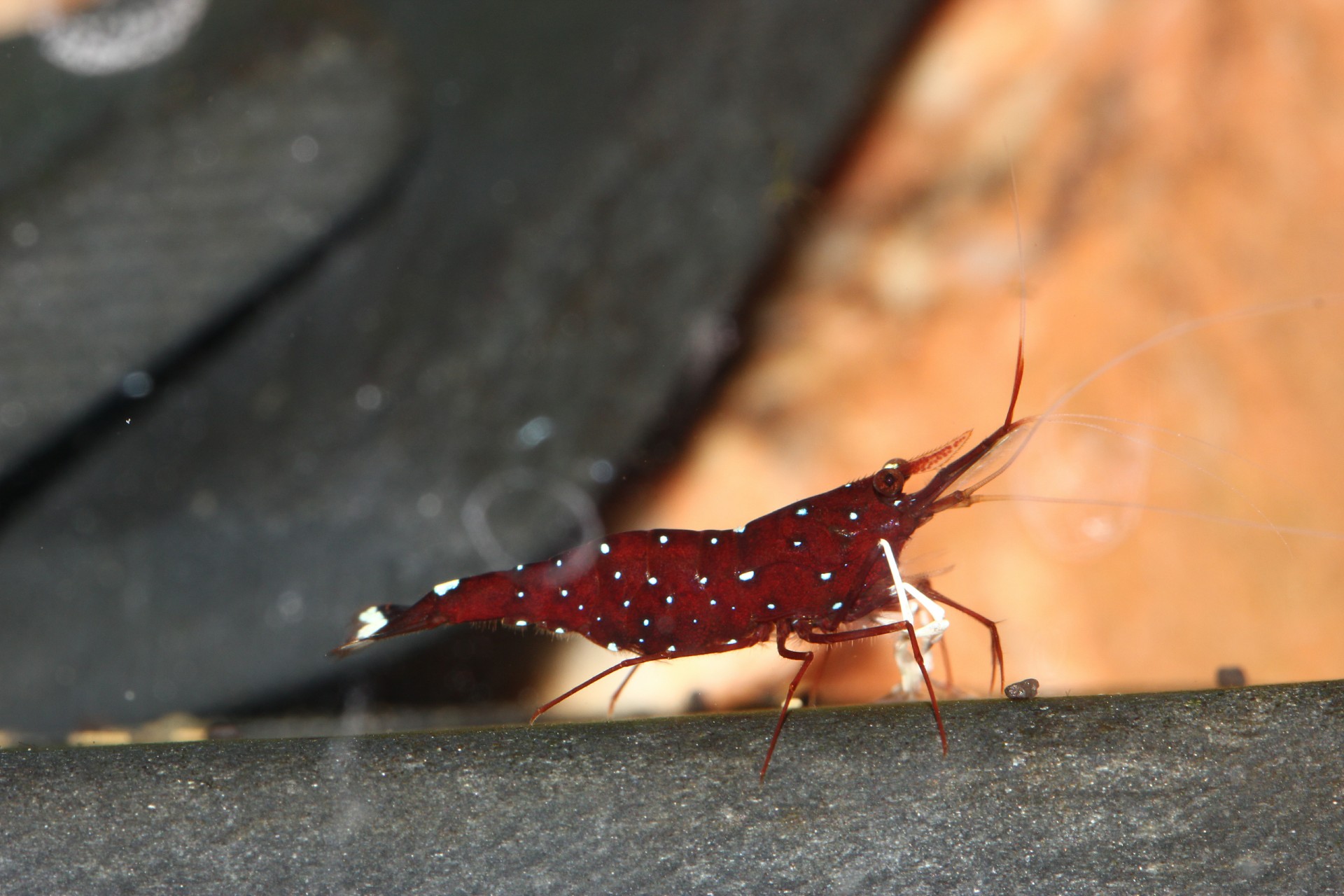 caridina dennerli / Kardinalsgarnelen