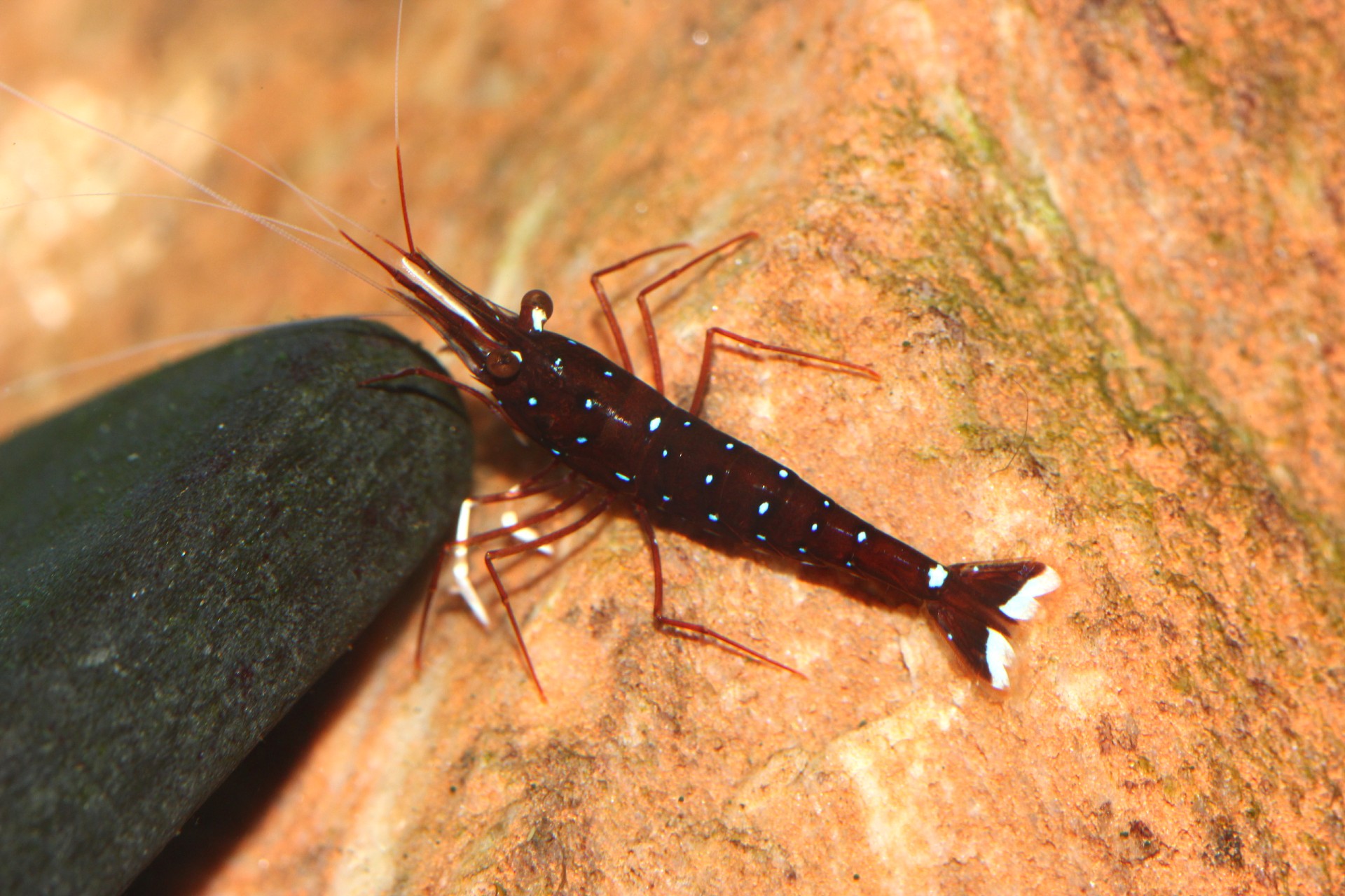 caridina dennerli / Kardinalsgarnelen