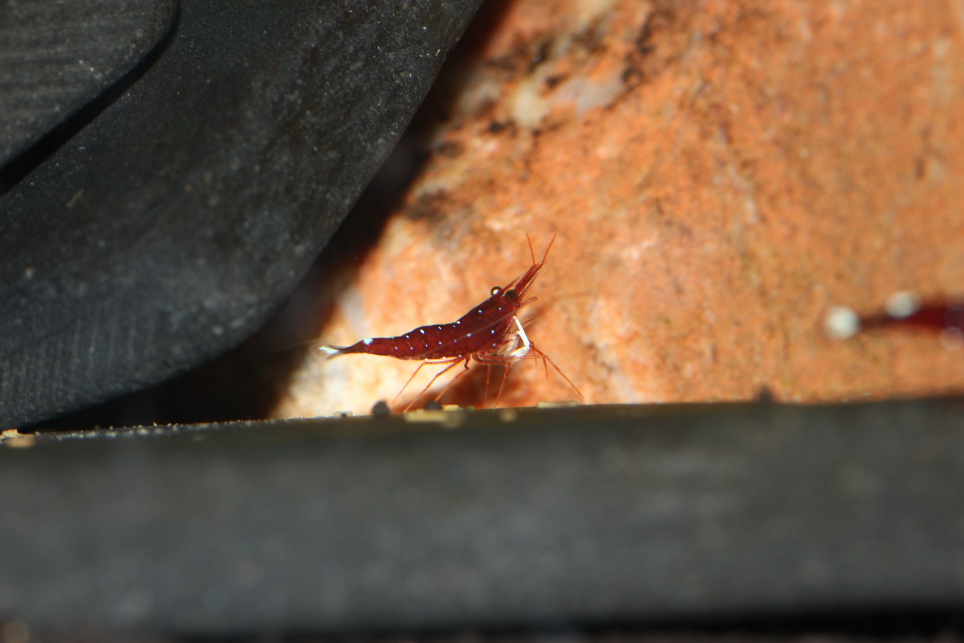 caridina dennerli / Kardinalsgarnelencaridina dennerli / Kardinalsgarnelen