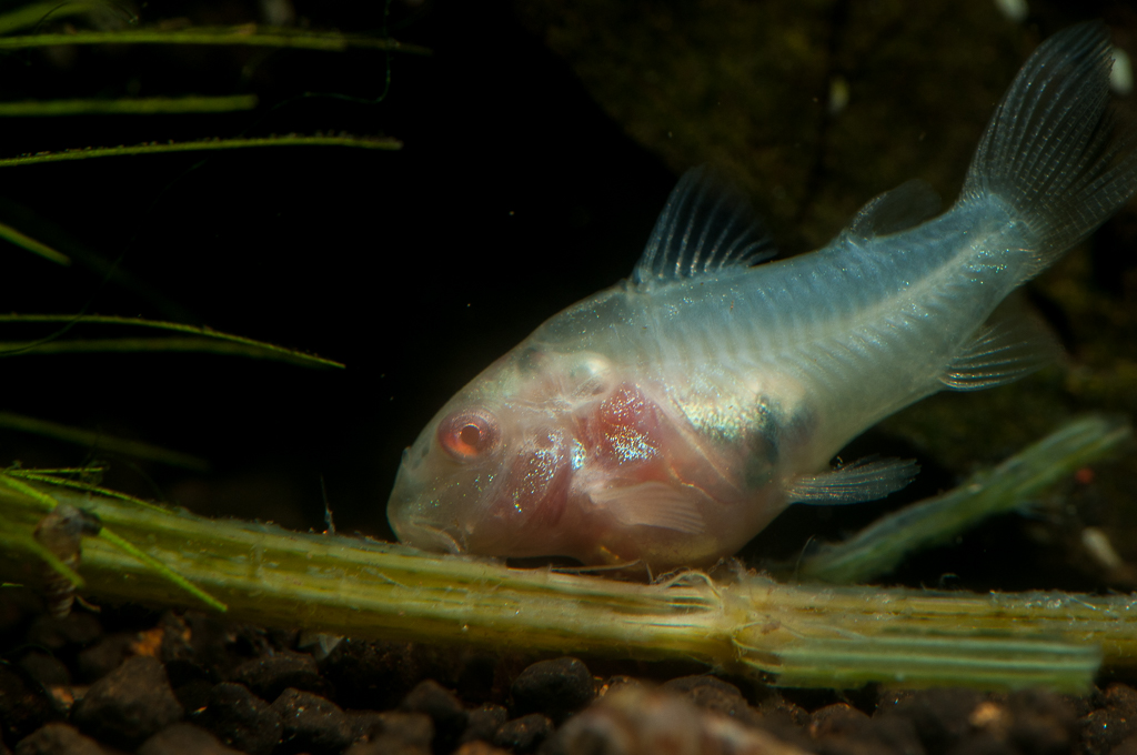 Corydoras aeneus