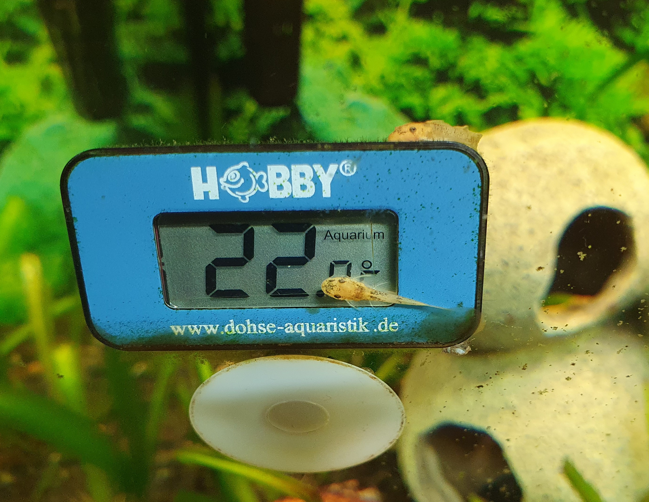 Deko für das Thermometer:-)