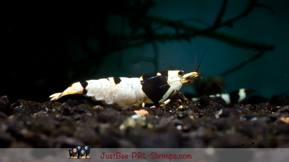 JustBee Black Shrimp ;-)