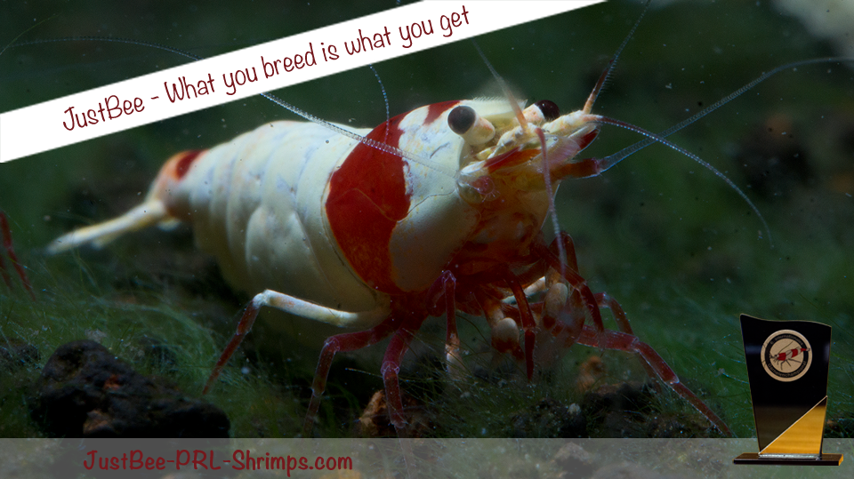 JustBee PRL Shrimp