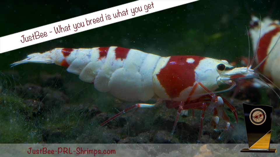 JustBee PRL Shrimp