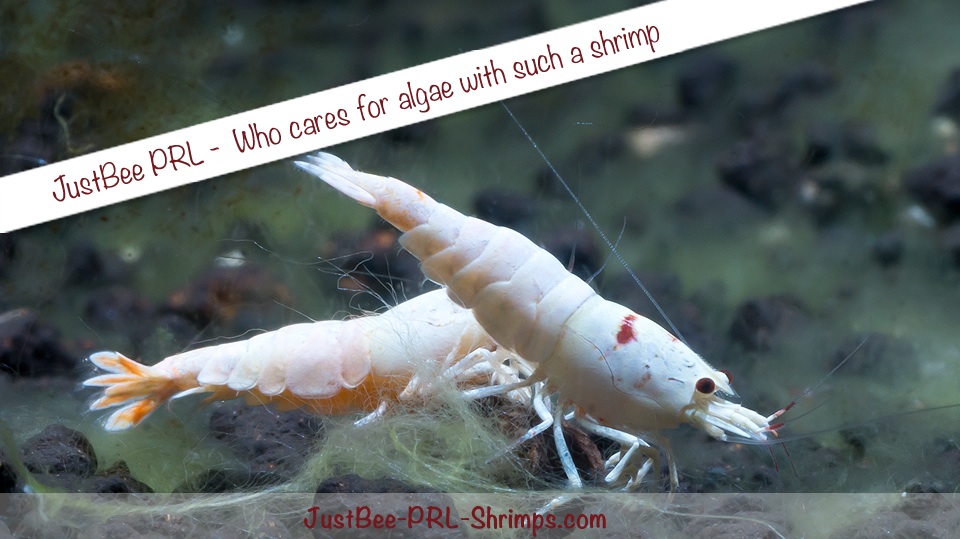 JustBee prl shrimp