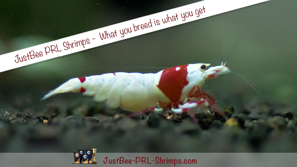 JustBee PRL Shrimps Akaebinosato