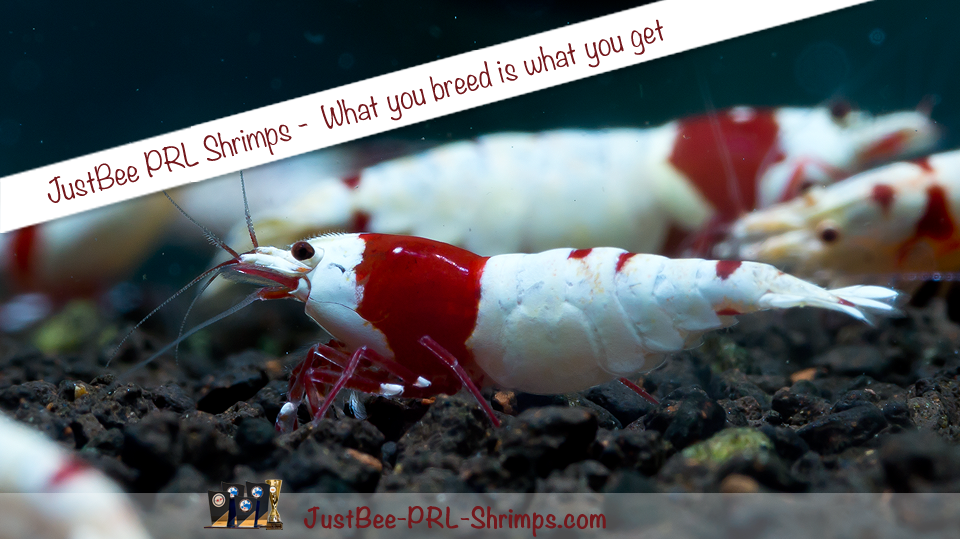 JustBee PRL Shrimps