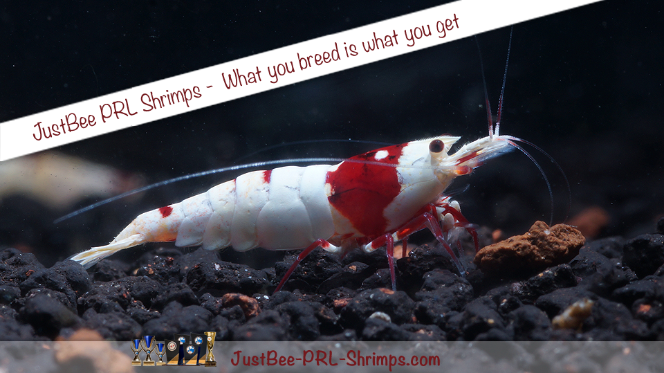 JustBee PRL Shrimps