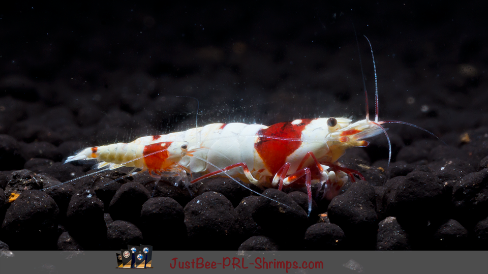 JustBee PRL Shrimps