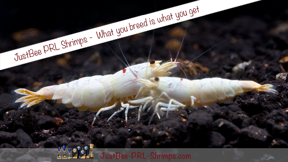 JustBee PRL Shrimps