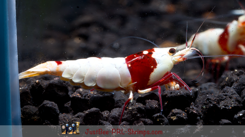 JustBee PRL Shrimps