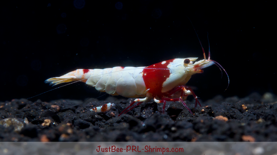 JustBee PRL Shrimps