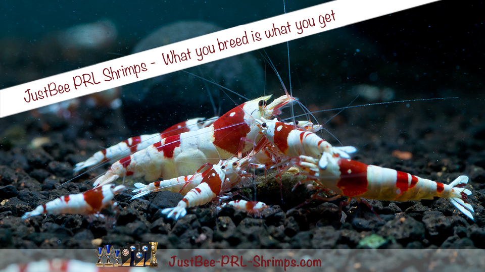 JustBee PRL Shrimps