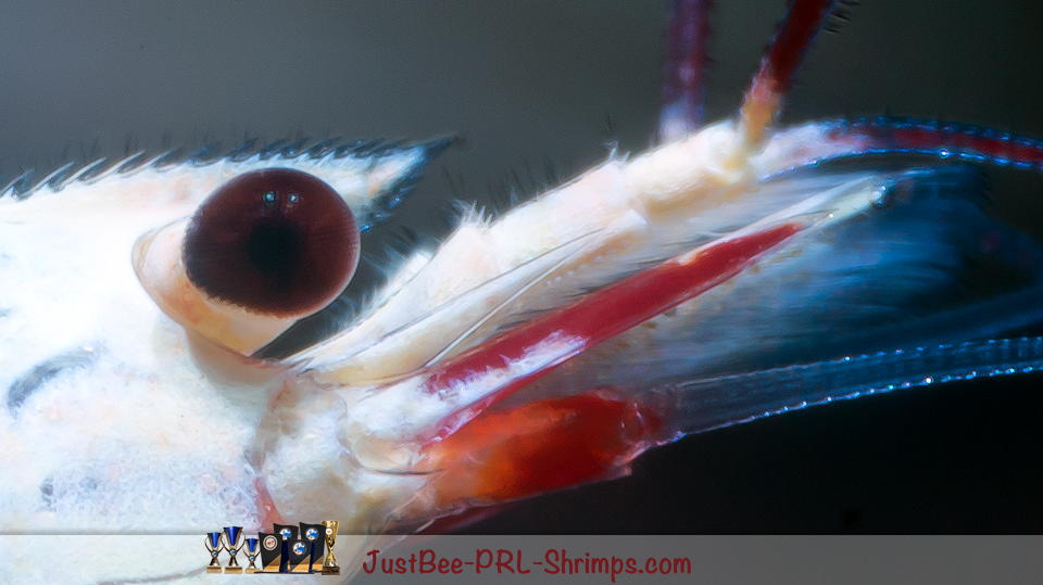 JustBee PRL Shrimps