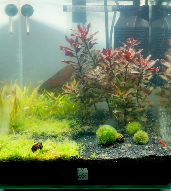 Nano Aquarium anfang April