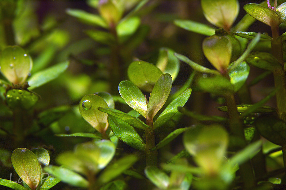 Rotala Indica