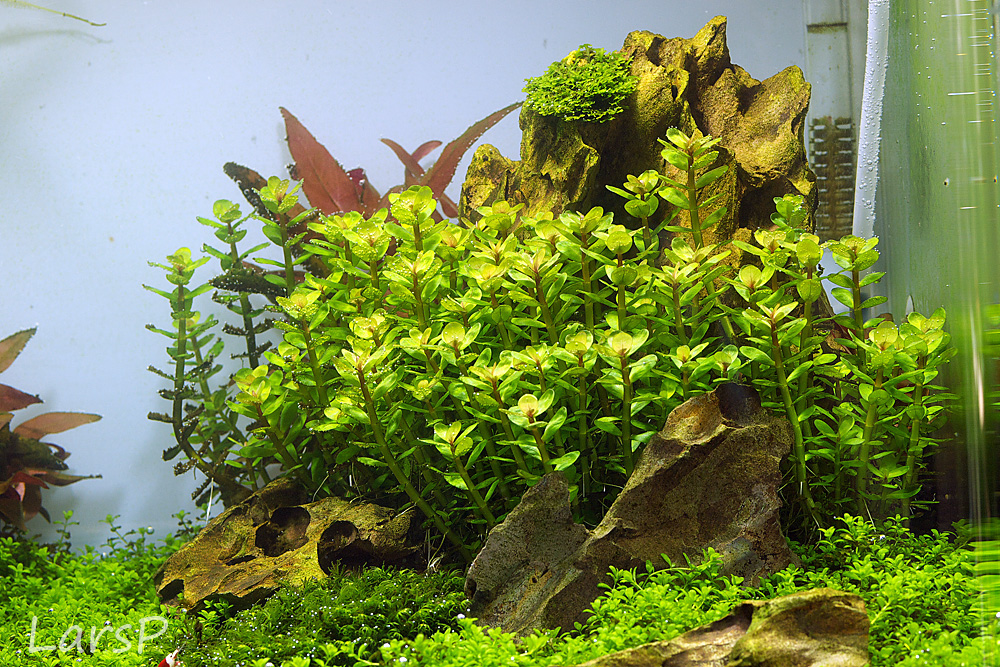 Rotala indica