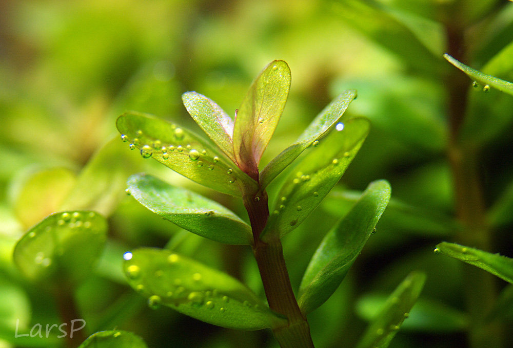 Rotala indica