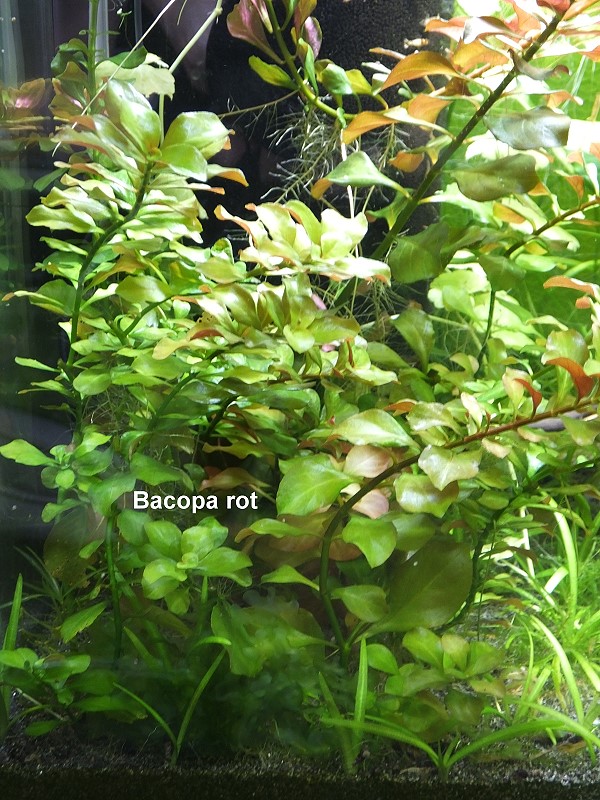 Rote Bacopa