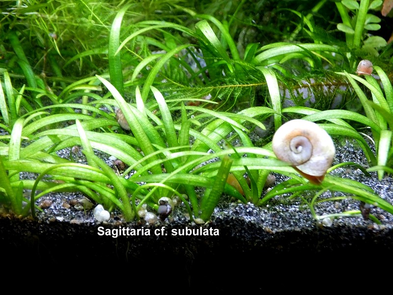 Sagittaria cf. subulata