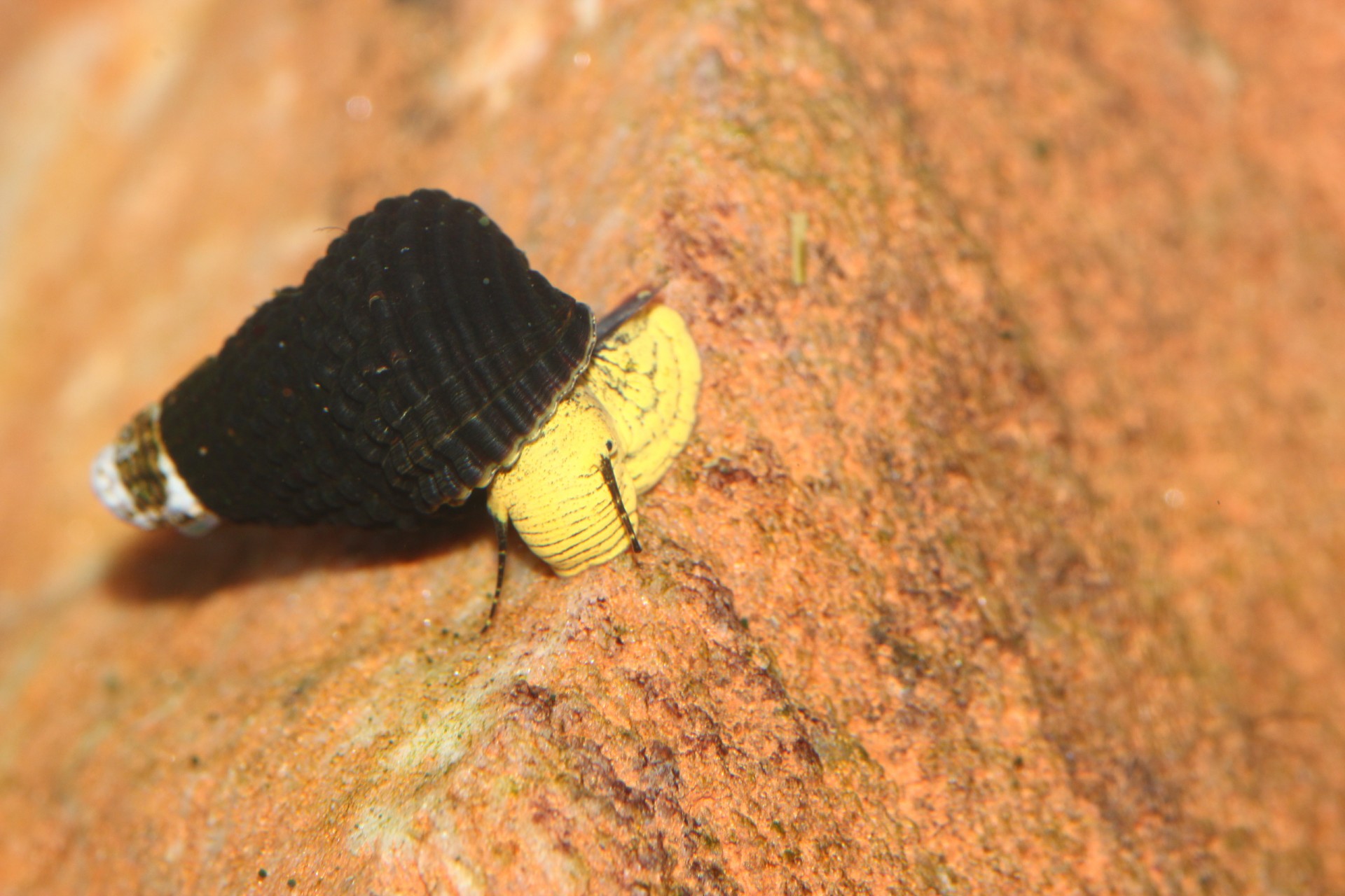 tylomelania mini yellow/black