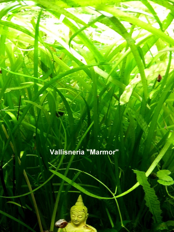 Vallisneria "Marmor"